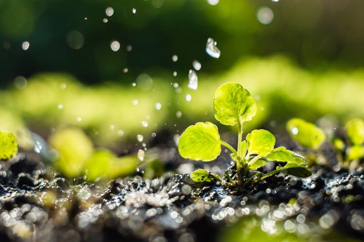 Egal ob Salat oder blühende Staude: Ohne Wasser haben beide keine Überlebenschance