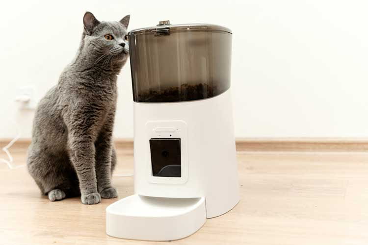 Ein Futterautomat ist eine praktische Investition, um Katzen immer pünktlich füttern zu können
