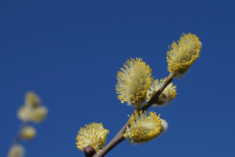 Die Pollen von Frühjahrsblühern sorgen besonders häufig für Allergie-Anfälle