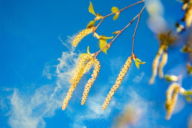 Blumen- und Gräserpollen können Allergikern schnell gefährlich werden