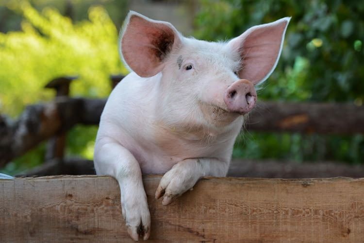Wie nennt man ein weibliches Schwein? Der Kinder besuchen den Bauernhof-Skill vermittelt solche Fakten