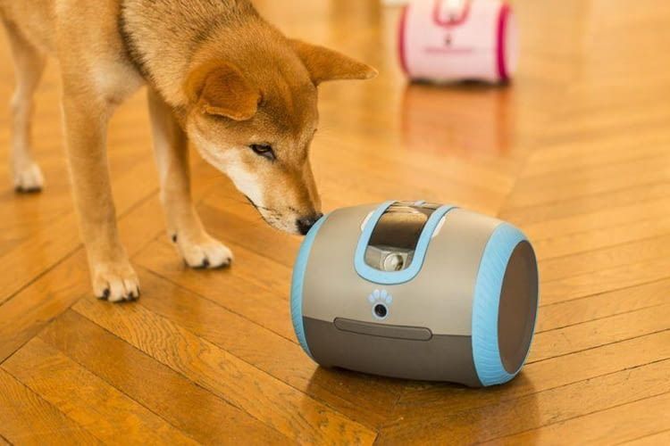 Über Laika können Hundebesitzer auch unterwegs mit ihrem Liebling kommunizieren