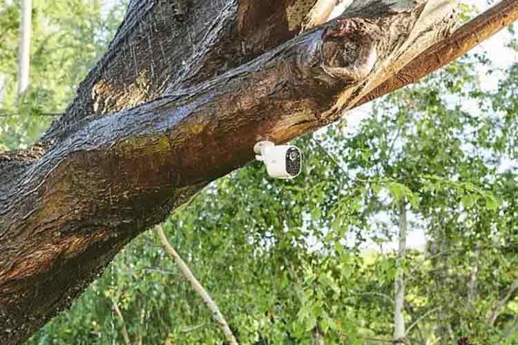 Arlo Essential Spotlight kann sogar an einem Baum angeschraubt werden