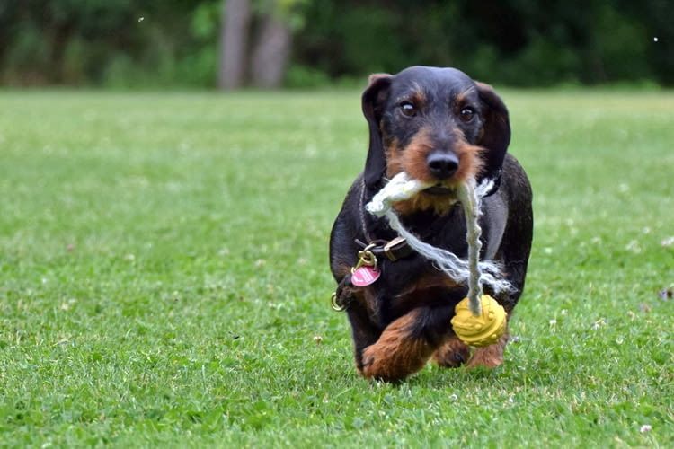 Auch kleine Hunde können im Ernstfall laut Alarm schlagen