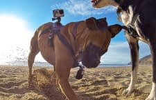 Hunde können eigene Videos von ihren Abenteuern drehen