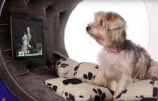 Doghouse von Samsung. Smart Home für die Hunde