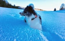 furryfit ist Aktivitätstracker und Gesundheitsmonitor für Hunde in einem