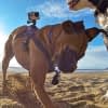 Hunde können eigene Videos von ihren Abenteuern drehen