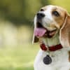 Dank GPS-Tracker lassen sich entlaufene Hunde schnell wiederfinden