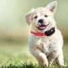 Hunde und andere Haustiere lassen sich mit Yepzon One tracken