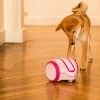 Der mobile Laika Roboter von Camtoy soll Hunde während der eigenen Abwesenheit sinnvoll beschäftigen